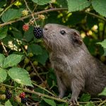 Lord Giacomo Sinclair Girnigoe mit Beeren