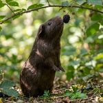 Lord Giacomo Sinclair Girnigoe mit Beeren