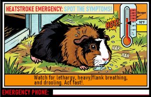 Infocard Heatstroke Emergency Spot The Symptoms