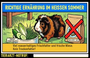 Infokarte Richtige Ernährung im Sommer