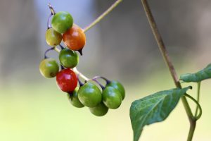 Bittersüßer Nachtschatten-Samen