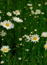 Gänseblümchen