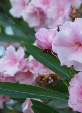 Oleander
