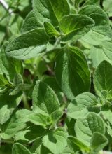 Oregano