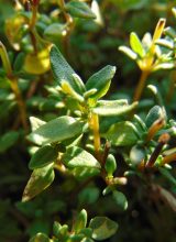 Thymian