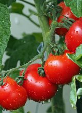 Tomaten