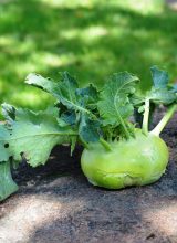 Kohlrabi