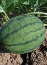 Wassermelone