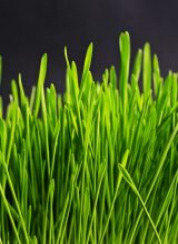 Wiese