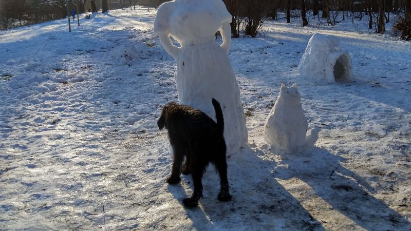 Der Winter ist da – die Meerlis erleben ihren ersten Schnee