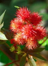 Wunderbaum
