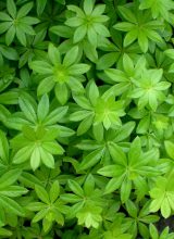 Waldmeister